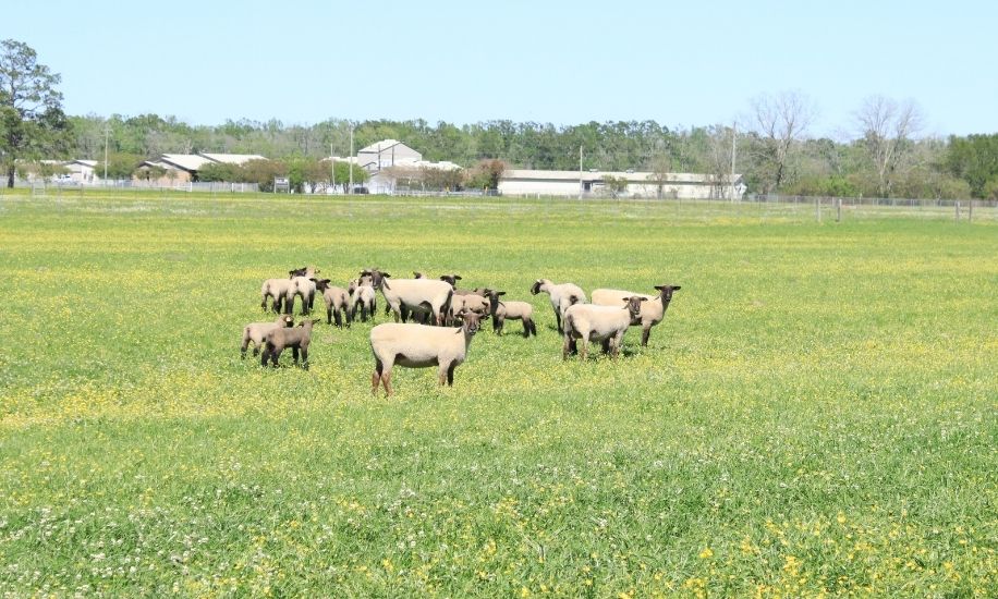 Sheep in field