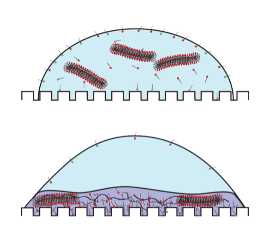 micelle–polymer coacervates