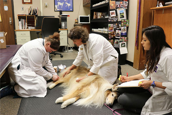 faculty and students performing acupuncture on a large dog