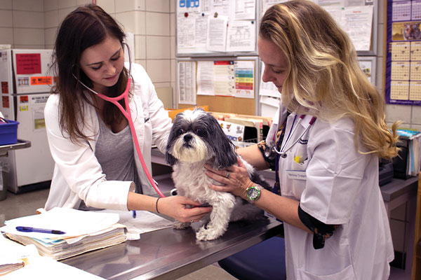 dog undergoing physical exam