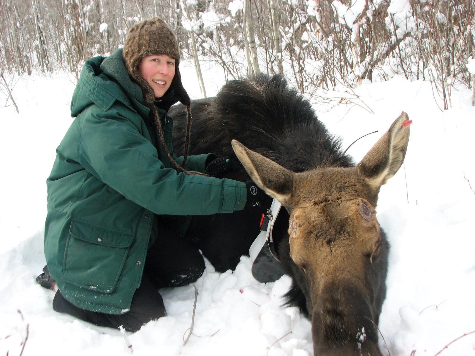 Dr. Tiffany Wolf in the snow with a sedated moose